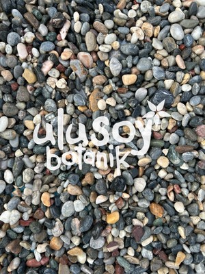 Ulusoy Botanik Dekoratif Çakıl Taşı / Renkli Dekoratif Taş / Bahçe, Saksı, Akvaryum, Teraryum Dekor / 1-2 cm / (1 Kg)
