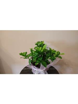 Gardenya Çiçeği Yoğun Hoş Kokulu ve Bol Tomurcuklu