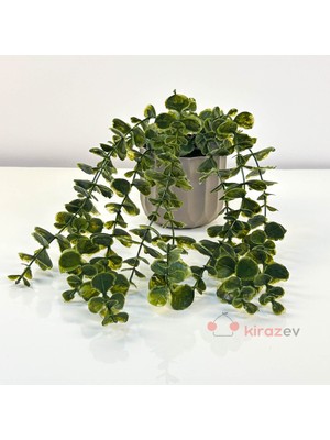 Kirazev Çizgili Saksıda Yeşil 28CM Okaliptüs Sarkıt Yapay Bitki