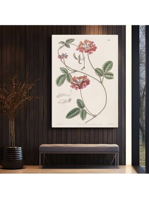 Limitless Design Pierre-Joseph Redouté Kırmızı Çiçek Botanik Illüstrasyon Kanvas Tablo Klasik Ressam Tablosu