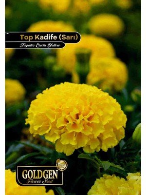 Goldgen Pro Seed Goldgen Sarı Top Kadife Çiçeği Tohumu