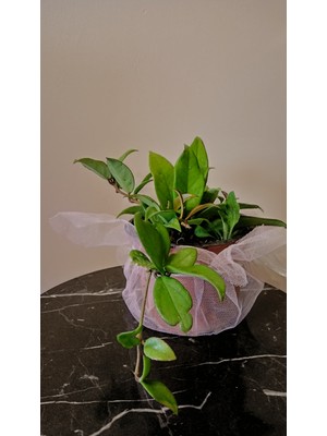 Avşar Çiçekçilik Mum Çiçeği Hoya Cornosa 25CM Fidan