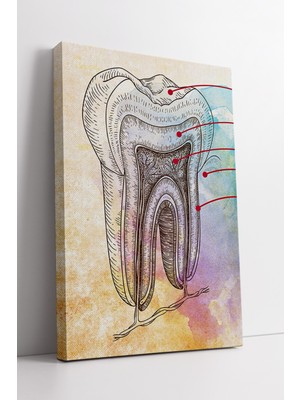 Mushen Studıo Diş Anatomisi Çizimli Etiketli Eğitim Tasarımı Diş Kliniği Için Modern Dekoratif Kanvas Tablo