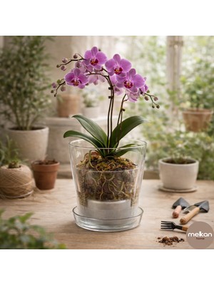 Melkan Home Burgu Orkide Saksı 1,3 Litre Şeffaf Orkide Saksısı Dekoratif Tabaklı Orkide Yetiştirme Saksısı
