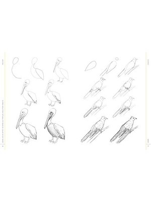 Eco Lounge Draw Like An Artist: 100 Birds, Butterflies, And Other Insects: Step-By-Step Realistic Line Drawing - A Sourcebook For Aspiring Artists And Designers: 5