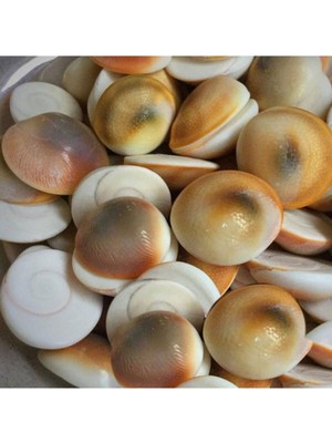 PremiumPort Yılancık Taşı 37'li Set, Şifa ve Enerji Taşı, Erkek ve Kadın Için Uygun