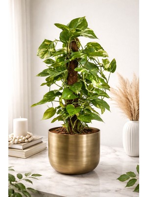 Çap 25 Metal Gold Eskitme Saksılık