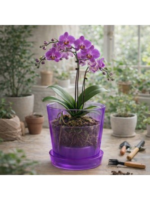 Şeffaf Mor Burgu Desenli Orkide Saksısı 1,3 Litre | Drenajlı, Modern Tasarım Saksı