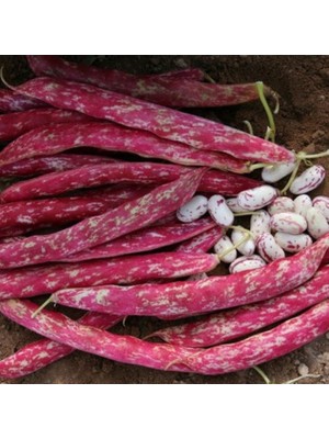 Yerli Sırık Barbunya 25 Adet Kırmızı Benli Tohum