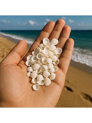 Poyrish Deniz Kabuğu Beyaz 1 cm Mum Süsleme Malzemesi 50 gr (PY0557)