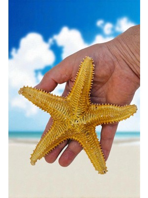 Pozitif Doğal Taş Büyük Boy Kurutulmuş Deniz Yıldızı DY17