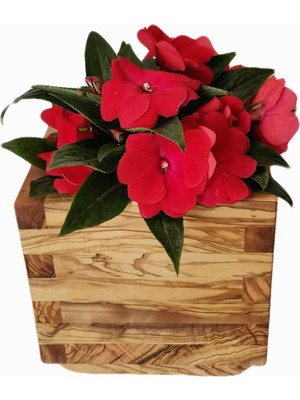 Braventa Collection Ahşap Saksı Zeytin Ağacı 20X20X20CM.