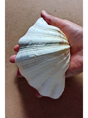 Pozitif Doğal Taş Büyük Deniz Kabuğu Tridacna Gigas 32TG
