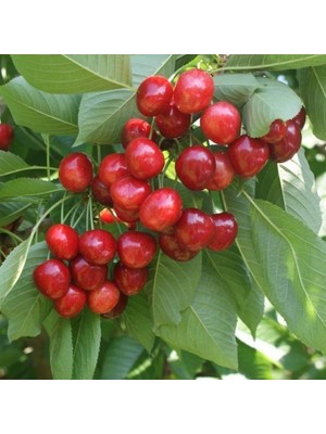 Fidan Sepetim 6 Yaş Aşılı Ziraat 900 Kiraz Fidanı 'rootball'