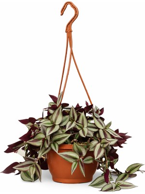 Gardenkoala Zebrina Telgraf Çiçeği – Tradescantia Zebrina – 15 cm Askılı Saksı