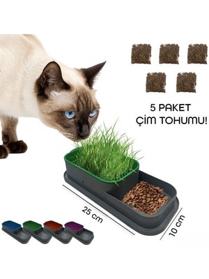 Topraksız Kedi Çimi Kabı