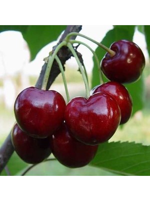 Fidan Sepetim 4 Yaş Aşılı Napolyon Kiraz Fidanı