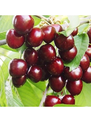 Fidan Sepetim 3 Yaş Aşılı Ziraat 900 Kiraz Fidanı *yarı Bodur*