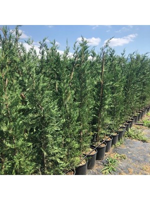 Fidan Sepetim Leylandi ( Cupressocyparis leylandii ) 200-220cm