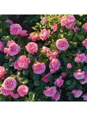 Fidan Sepetim 3 Yaş Pembe Renkli Isparta Sarmaşık Gül Fidanı