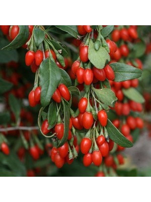 Fidan Sepetim 2 Yaş Goji Berry Fidanı (Kurt Üzümü)
