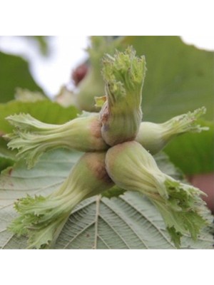 Fidan Sepetim 2 Yaş Çakıldak Fındık Fidanı