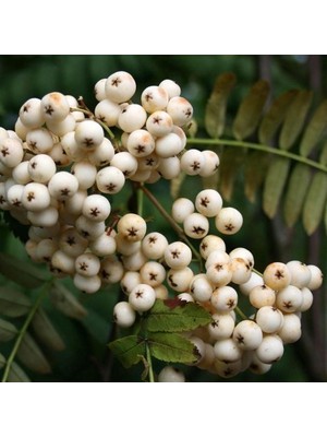 Fidan Sepetim 3 Yaş Üvez Fidanı