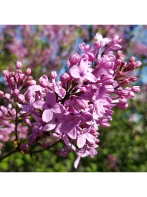 Fidan Sepetim 2 Yaş Leylak Fidanı (Syringa Chinensis)