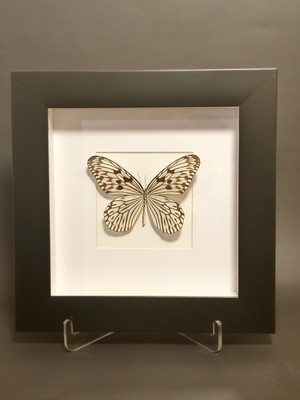 Anka Butterfly Gerçek Kelebek Tablosu (Idealeuconoe -Büyük Ağaç Perisi Kelebeği -Lamine Çerçeve, Gerçek Kelebek )