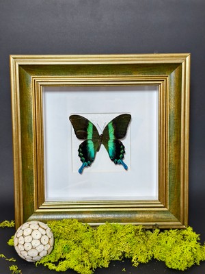 Anka Butterfly Gerçek Kelebek Tablosu (Papilio Blumei - Yeşil Kırlangıçkuyruk Kelebeği ) Lamine Çerçeve, Zümrüt Kanat,  Gerçek Kelebek ) Tablosu