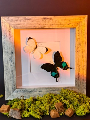 Anka Butterfly Gerçek Kelebek Tablosu (Papilio Karna ve Ascia Buniae Kelebeklerinden Oluşan Iki Kelebekli Çerçeve ) Lamine Çerçeve,