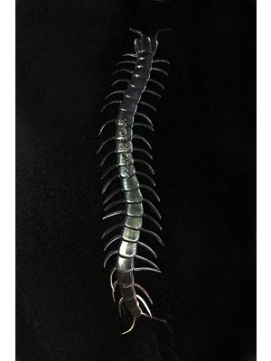 Belle Fusion Mey Ithalat® Şeffaf Renk Karanlıkta Parlayan Fosforlu Kırkayak 13 cm 1 Adet