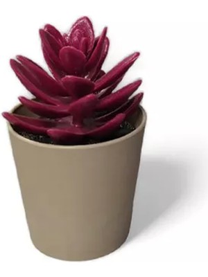 DS LLC Saksılı Yapa Çiçek Sükülen ROYALEKS-5675 DSLLC34-43TX