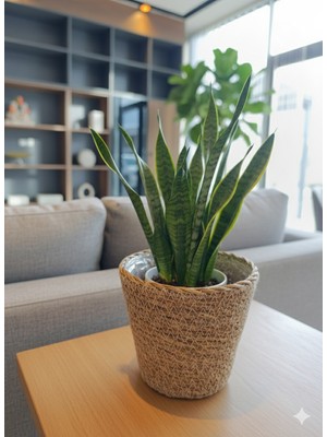 Dekoratif Hasır Saksılık