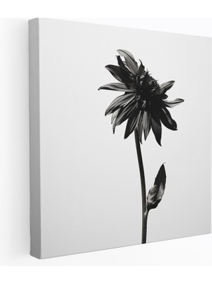 Popcas  Kuru Çiçek Siyah ve Beyaz Kanvas Tablo Duvar Sanatı