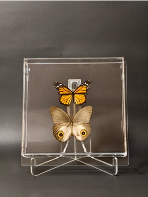 Anka Butterfly Gerçek Kelebeklerden Oluşan Pleksi Tablo ( Gerçek Kelebek Danaus Plexippus- Kral Kelebeği Monarch Kelebeği ve Taenaris Urania- Baykuş Kelebek Tablo)