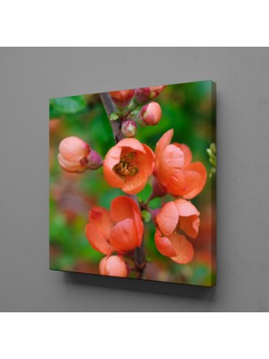 Technopa NAR ÇİÇEK AÇMIŞ KANVAS TABLO - 70x70cm