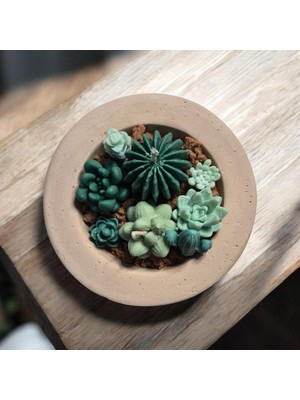 Succulent  Garden Mum