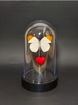 Anka Butterfly Gerçek Kelebek Temalı Mika Fanus ( Hebomoia Glaucippe -Büyük Turuncu Uçlu Kelebek, Kurutulmuş Gerçek Kelebek Objesi) Masaüstü Aksesuar