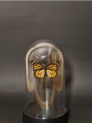 Anka Butterfly Gerçek Kelebek Temalı Mika Fanus ( Danaus Plexippus – Kral Kelebeği, Monarch Butterfly Kurutulmuş Gerçek Kelebek Objesi) Masaüstü, Kahve Sehpası Aksesuarı,