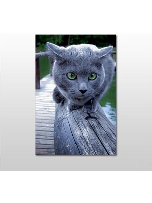 Technopa Gri Kedi Kanvas Tablo - 60X30