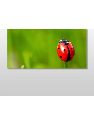 Technopa Uğur Böceği Kanvas Tablo - 100x50cm
