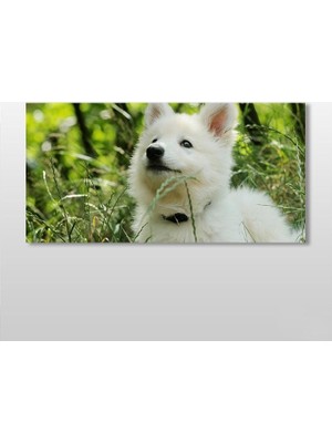 Technopa Beyaz Köpek Kanvas Tablo - 240x120cm