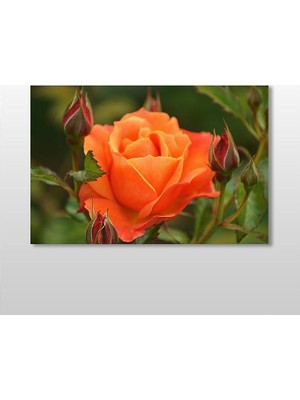 Technopa Turuncu Gül Kanvas Tablo - 60x40cm