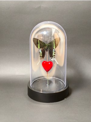 Anka Butterfly Gerçek Kelebek Temalı Mika Fanus ( Urania Leilus – Yeşil Bantlı Urania Butterfly, Kurutulmuş Gerçek Kelebek Objesi) Masaüstü, Kahve Sehpası Aksesuarı,