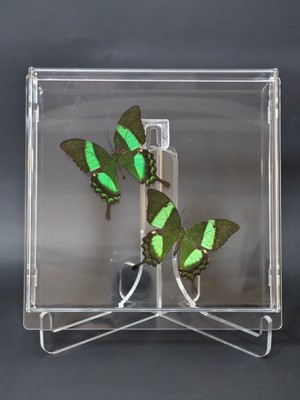 Anka Butterfly Gerçek Kelebeklerden Oluşan Pleksi Tablo ( 2 Gerçek Kelebek: Papilio Palinurus Butterfly– Zümrüt Kuyruklu Kelebek Pleksi Çerçeve-Tablo)