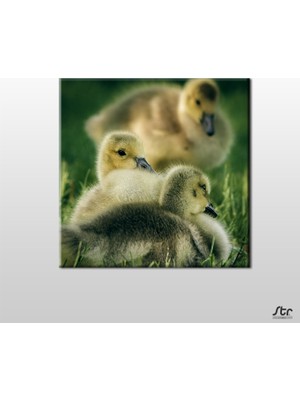 Technopa Yavru Ördekler Kanvas Tablo - 120x120cm