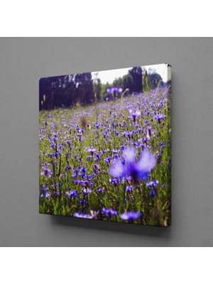 Technopa MOR ÇİÇEK TARLASI MANZARASI KANVAS TABLO - 110x110cm