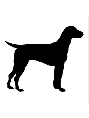 Technopa KÖPEK FOLYO STİCKER DERSTV891 - 70cm Uzunluk