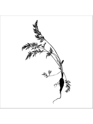 Technopa AĞAÇ VE GÜL RESİMLERİ FOLYO STİCKER - 130cm Uzunluk